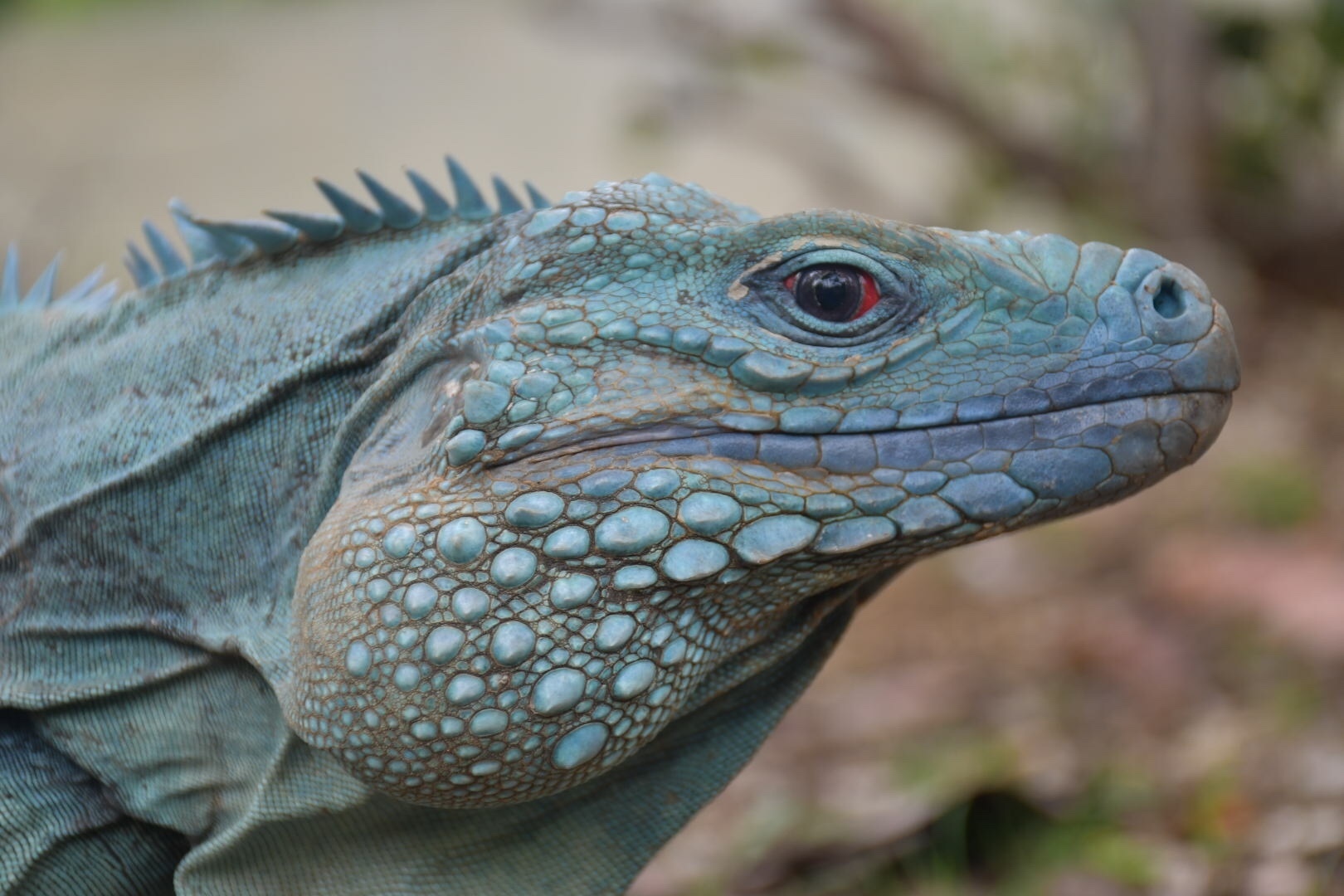 Cyclura lewisi (Grand Cayman Blue Iguana)