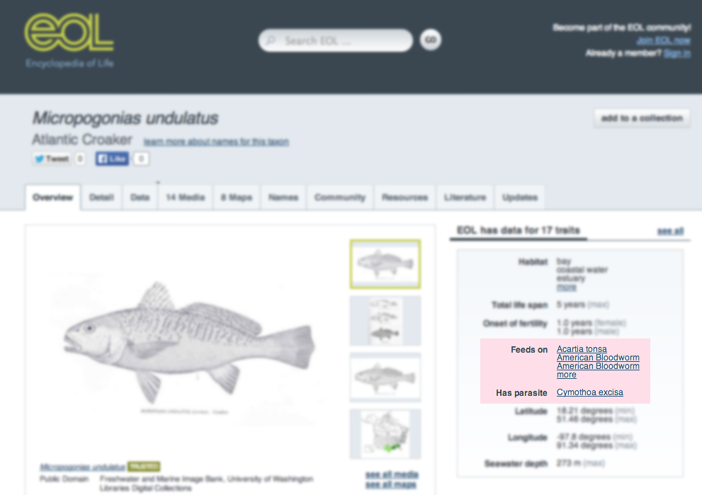 EOL's Atlantic Croaker species page with the GloBI data elements highlighted in pink.