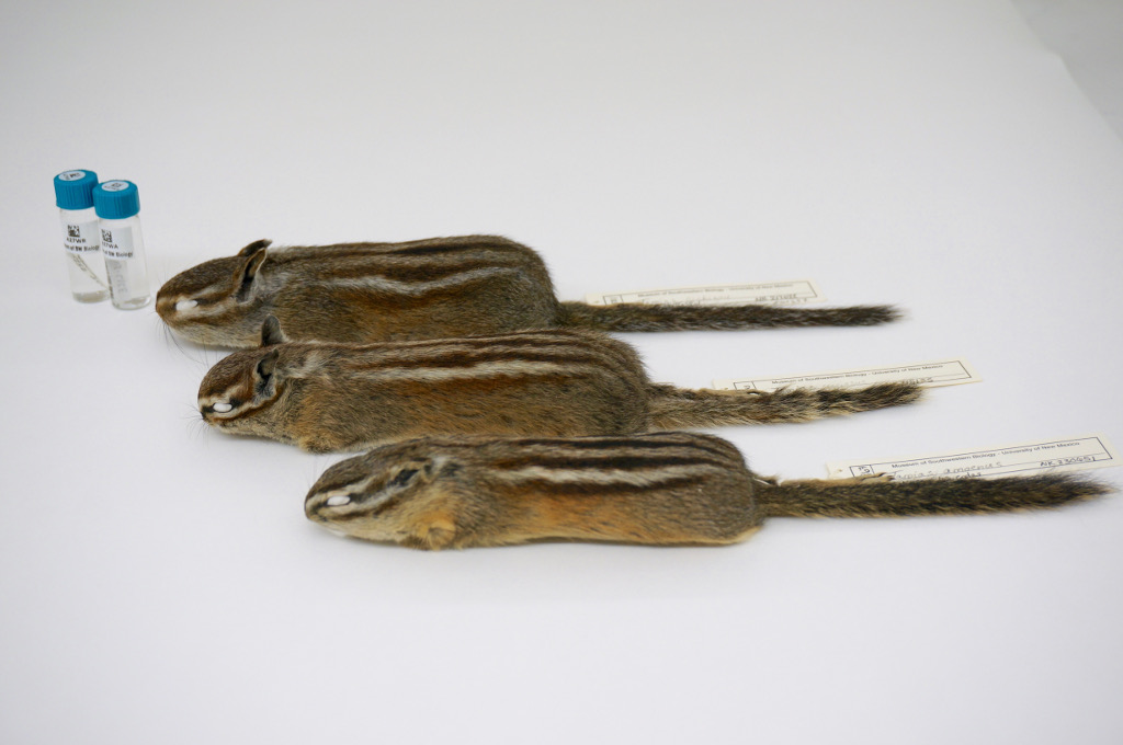 Chipmunk (Tamias sp.) specimens.