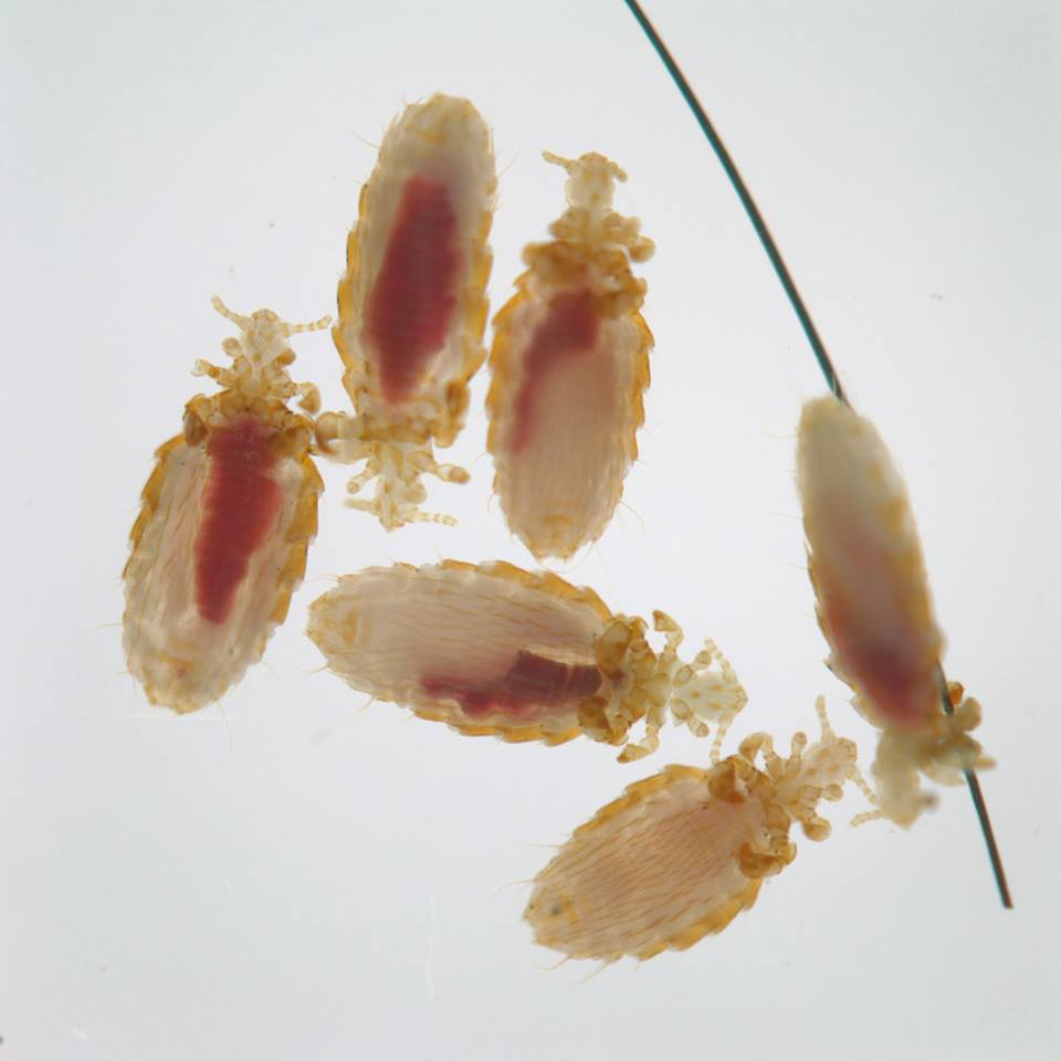 Chipmunk lice (Hoplopleura sp.) specimens.