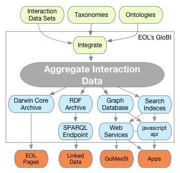 GloBI Anatomy dataflow